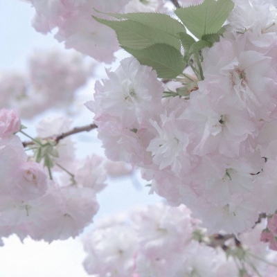 纳溪福瑞交流群